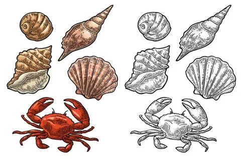 Crab and shell isolated on white background. Vector engraving Stock Illustration