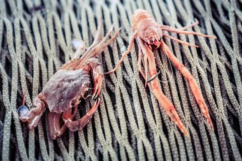 Crab and shrimp Stock Photos
