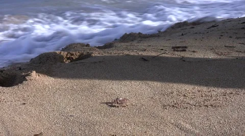 Crab and Waves Stock Footage 6530775