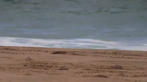 Crab and Waves Stock Footage 6670600