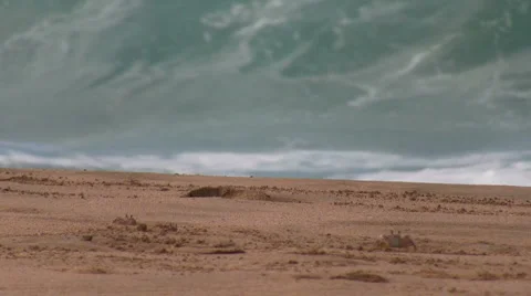 Crab and Waves Stock Footage 6671768