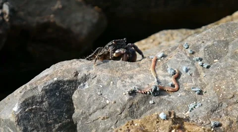 Crab and worm. Vídeos de archivo 64011697