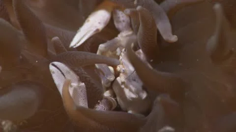 Crab in Anemone Stock Footage 12234341