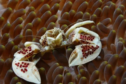 Crab in anemone Stock Photos