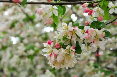 Crab apple blossoms Stock Photos