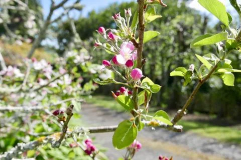 Crab apple blossoms in spring Stock Photos