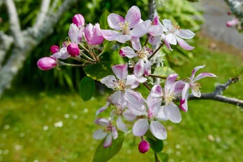 Crab apple blossoms in spring Stock Photos