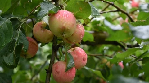 Crab apple cluster in tree Stock Footage 191203839