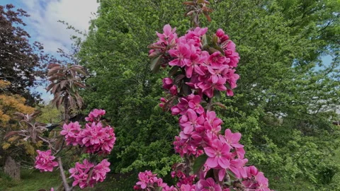 Crab Apple Flowering in Spring Stock Footage 322094224