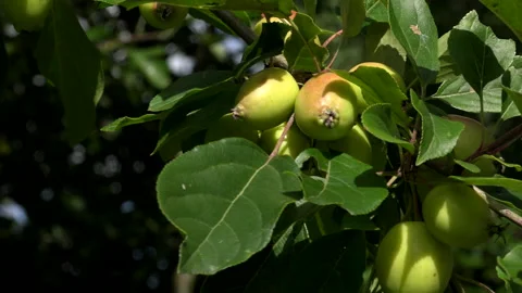 Crab apple fruit close up growing on tree UK 4K Stock Footage 141124883