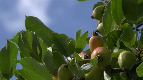 Crab apple fruit close up growing on tree UK 4K Stock Footage 141125211