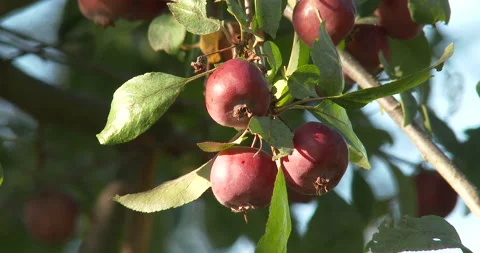 Crab Apple Fruit Stock Footage 235618365