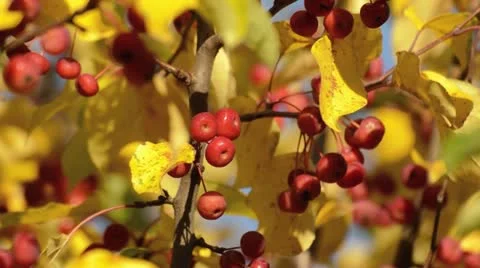 Crab apple (Malus asiatica) Stock Footage 18007942