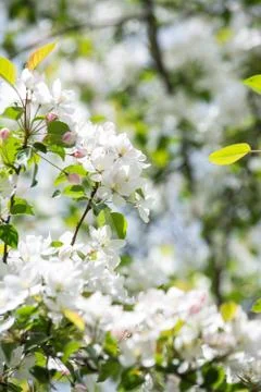 Crab apple tree in bloom Stock Photos