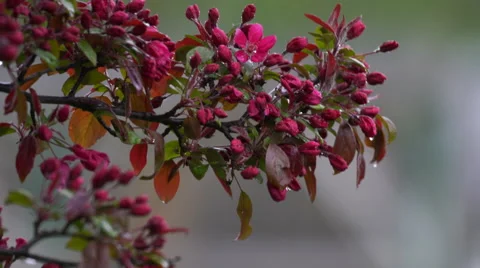 Crab Apple tree branch blowing in the breeze as rain falls Stock-Footage 62846520