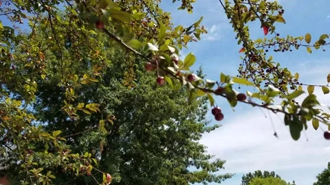 Crab apple tree branches 1 Stock Footage 166716731