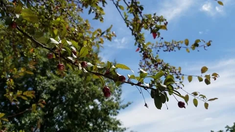 Crab apple tree branches 2 Stock Footage