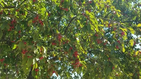 Crab apple tree branches 3 Stock Footage 166716753