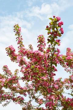 Crab apple tree branches covered in pink blossom Stock Photos