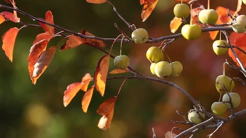 Crab Apple Tree in Fall with Shallow Depth of Field Stock Footage 118040248