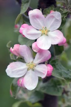 Crab apple tree in full bloom. All the branches are strewed with buds and fre Foto stock