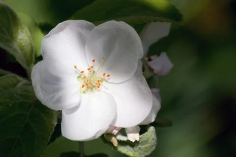 Crab apple tree in full bloom. All the branches are strewed with buds and fre Fotos Stock