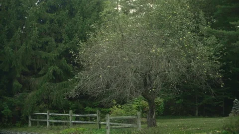 Crab apple tree with old new england fence during fall 4k 24fps Stock Footage 162783591