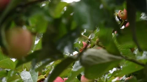 Crab apple tree pan shot Stock Footage 191203337