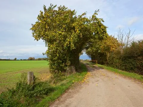 Crab apple tree Stock Photos