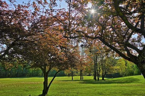 Crab apple trees in full bloom in springtime Stock Photos
