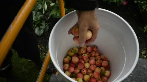 Crab apples in a bucket Stock Footage 191199953