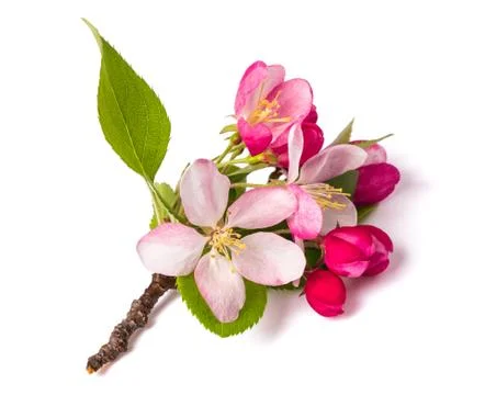 Crab apples Stock Photos