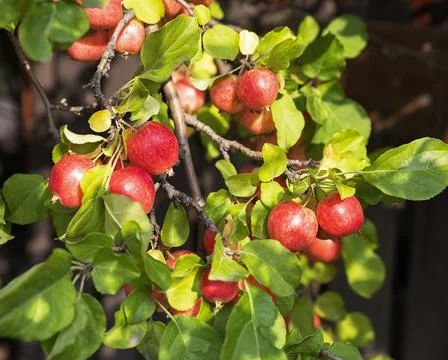 Crab Apples Stock Photos