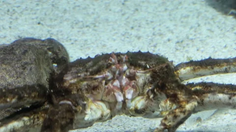Crab in the aquarium close-up Stock Footage 158325819