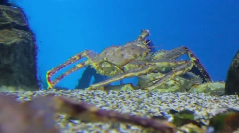 Crab in the aquarium Video stock 59067164
