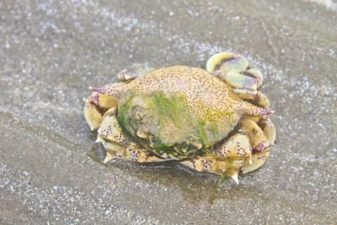 Crab on a background of sand Foto stock