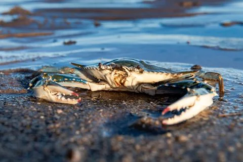 Crab basking in sunlight on sandy beach with clear blue waters in background Stock Photos