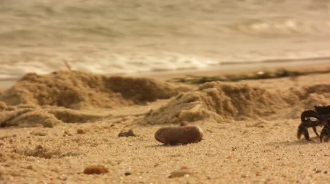 Crab on the beach 2 Stock Footage 1101744