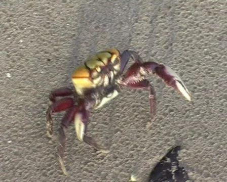 Crab on the beach (2 shots) Stock-Footage 95922