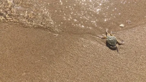 Crab in beach background Stock Footage 80356106