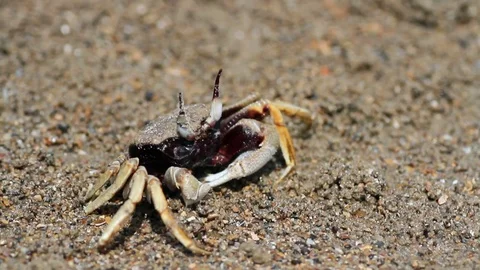 Crab on the beach close up Stock Footage 71611665