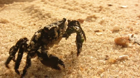 Crab on the beach closeup Stock Footage 1102750