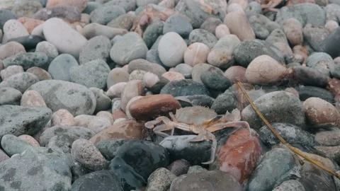 Crab on the beach. The crab is trying to get out of the rocks Stock Footage 196925498