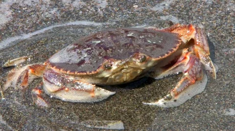 Crab On The Beach Stock-Footage 723622