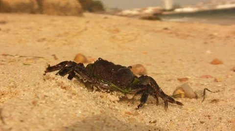 Crab on the beach Stock Footage 1102862