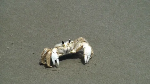 Crab on the beach Stock Footage 28543946