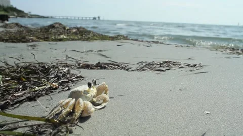 Crab at the Beach Stock Footage 47463219