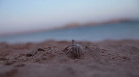 Crab on a beach Stock Footage 50202761