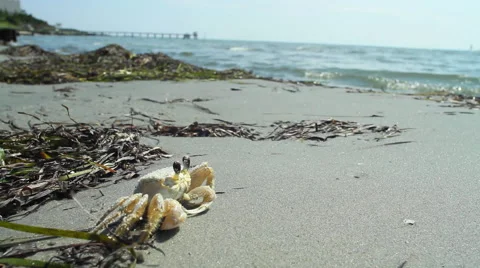 Crab on beach Stock Footage 55215707