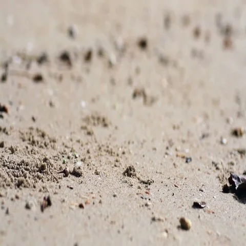 Crab on the beach Stock Footage 69474226